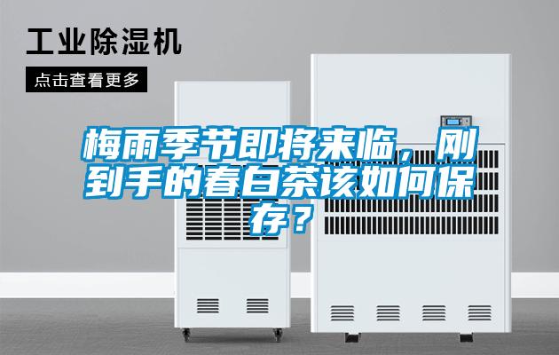 梅雨季節(jié)即將來臨，剛到手的春白茶該如何保存？
