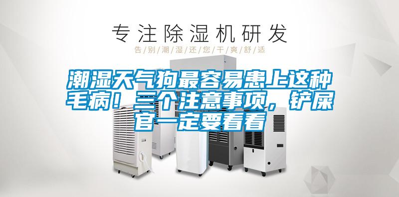 潮濕天氣狗最容易患上這種毛病！三個注意事項(xiàng)，鏟屎官一定要看看