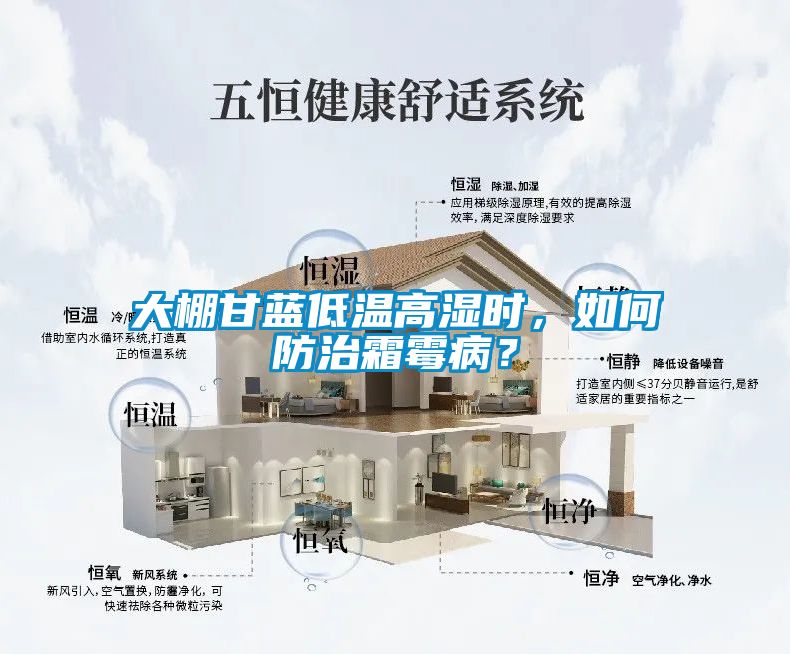 大棚甘藍低溫高濕時，如何防治霜霉病？